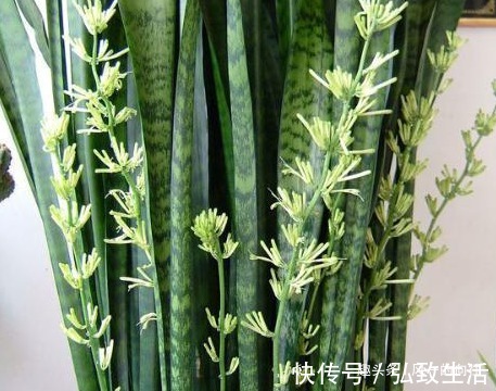 隔壁大爷家的虎皮兰竟然开花了原来是这样养的！怪得到我家没开