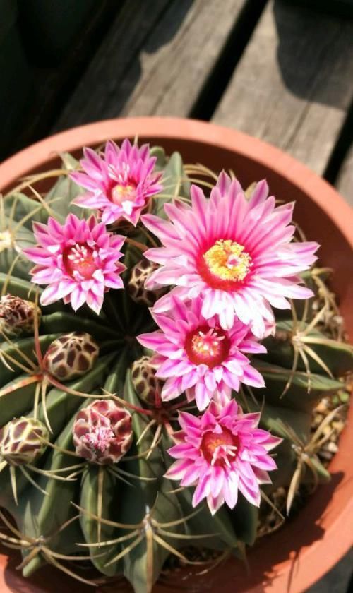  养花|新手养花就养此3种，好看又好养，花期超长，人见人爱