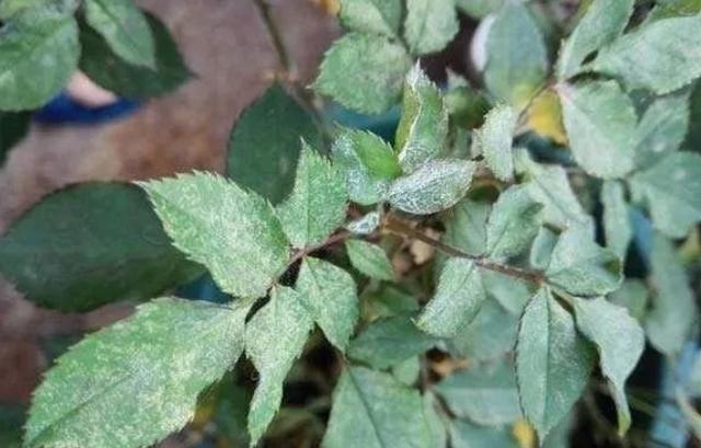 月季白粉病年年爆发，染病后落花掉叶严重，如何彻底清除