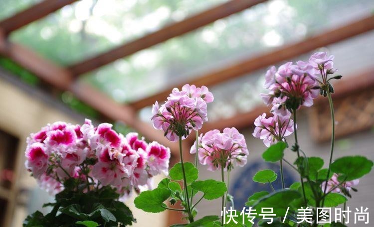 小院|荒废多年的80㎡小院，2年半时间打造成下沉式花园，太漂亮了！