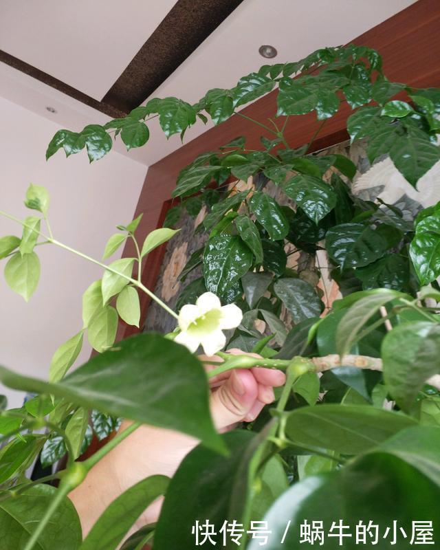 4种树适合摆放客厅里,好养、好看还旺运,我要几盆