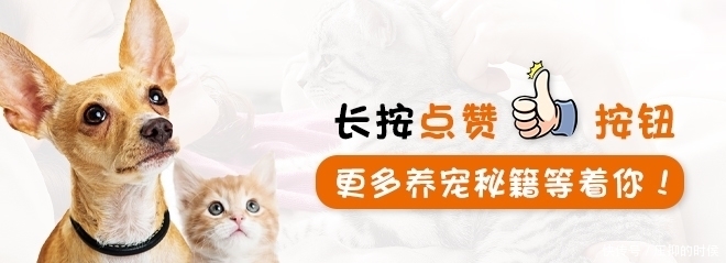 蓝猫鼻子毛怎么发白的