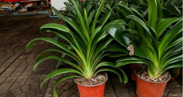 君子兰萎靡不振该怎么办？用完这3样肥料，植株马上变精神