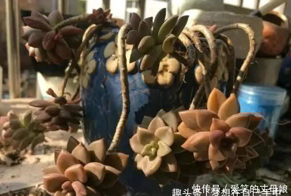 你喜欢老桩多肉吗?