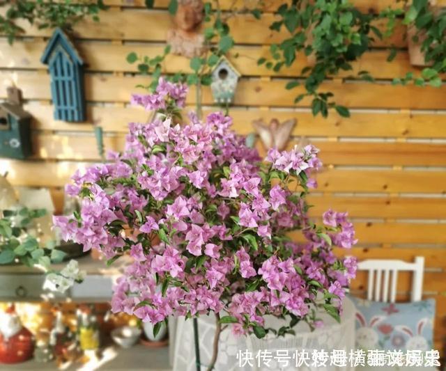 45种三角梅品种,红、橙、黄、绿、白、紫,每一种都很好看!