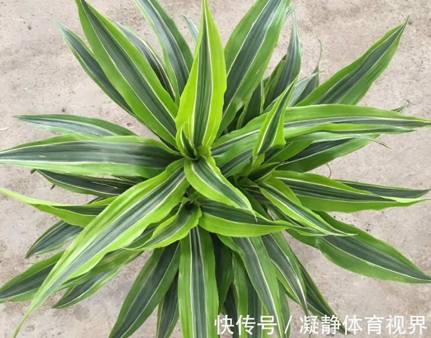 抓把“黄豆”养绿植，盆栽不施肥，光浇水就能养得叶绿根壮