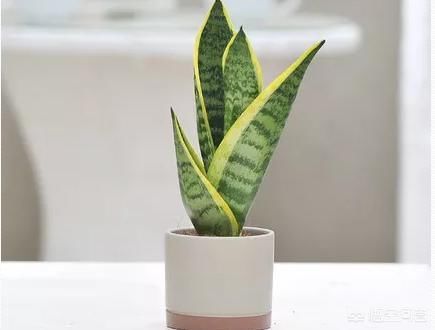 室内不喜光的植物有哪些？