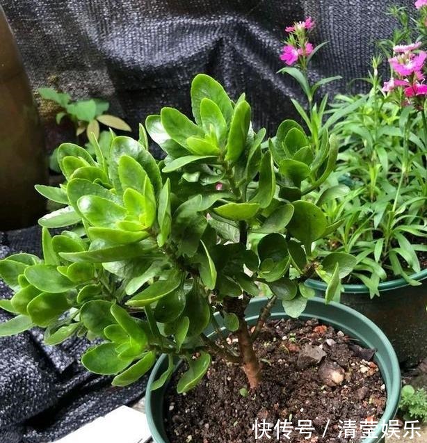 长寿|长寿花换土,切记避开“生死季”,换个时间段,沾土就生根