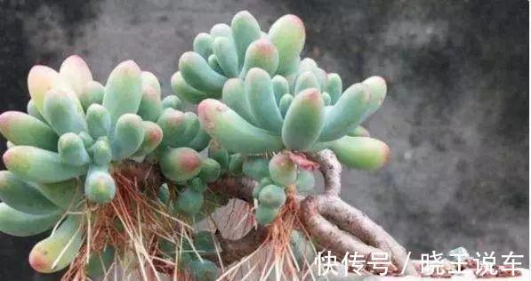 多肉长了这么多胡须,可能这是多肉在求救