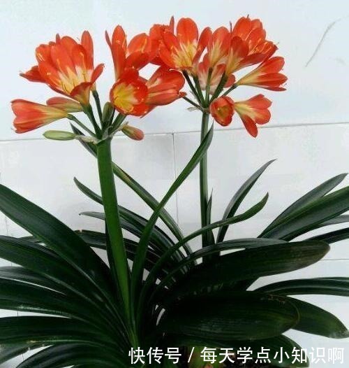 叶子|君子兰长满“大水缸”,叶子蹿满32片,“这样”养,你的也可以!