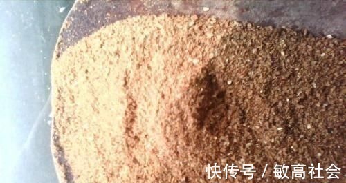 养蟹爪兰时先养根，盆里埋点这种东西，根系更旺，开花更多