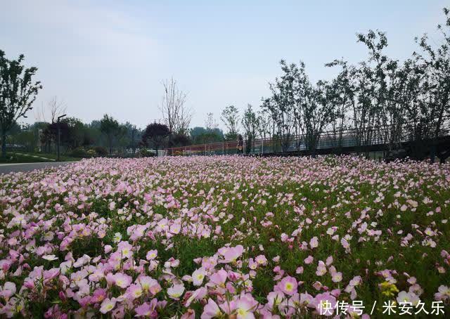 图集|「图集」正阳植物园，人少景美