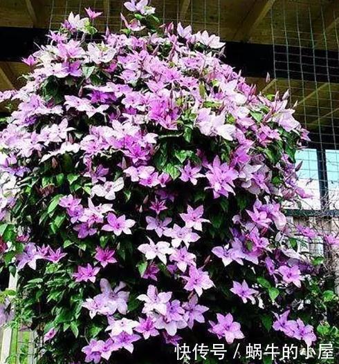 等我们老了,买一处院子,种上4种花,在花海里看花开