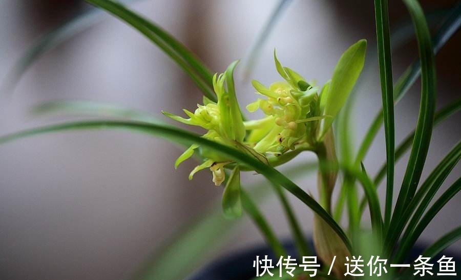 兰花|七言绝句◆空谷幽兰