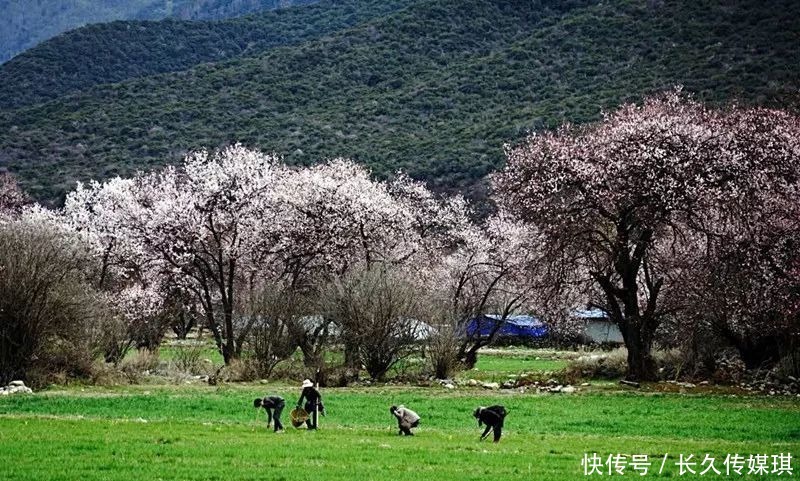 为什么看林芝桃花，一定要走川藏线？