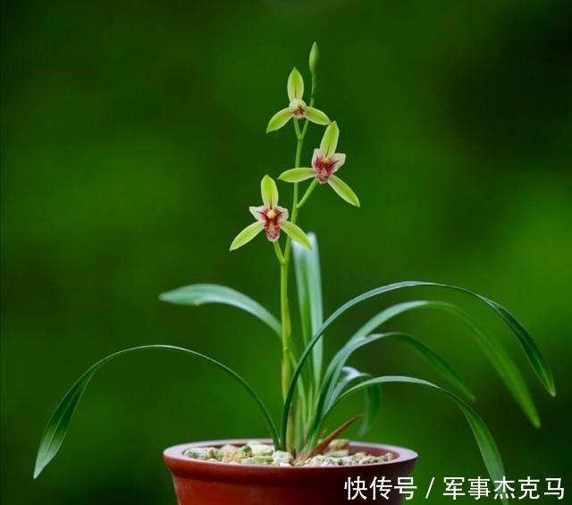 诗词|蕙兰秋意晚——诗词美图集