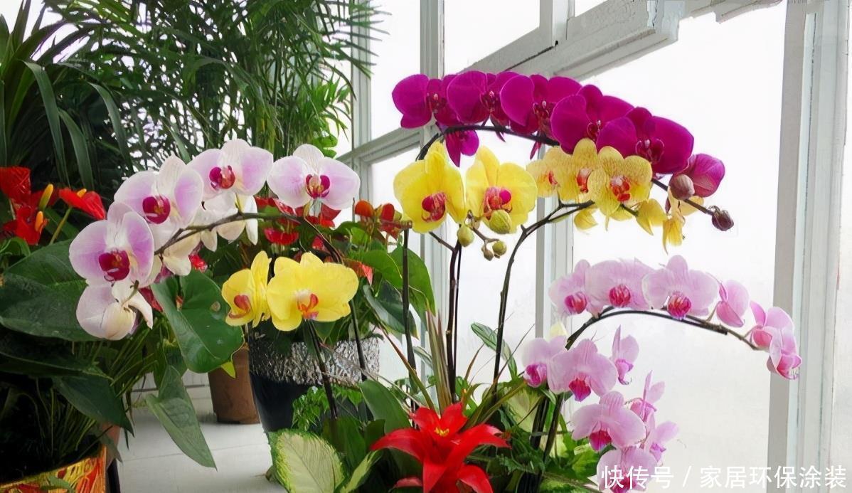 6种“冷艳”花,就爱寒冬开,越冷越娇艳,雍容又华丽