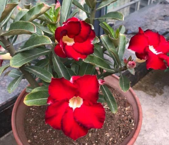 哪些因素会影响花芽的分化,致使植株迟迟不开花?