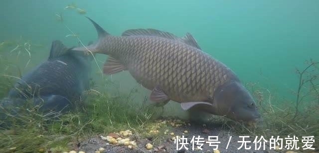 水库垂钓总没渔获,这些技巧试一试,想要空军都难