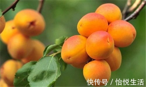 胆固醇|40岁女性多吃3种食物,补充营养、改善体质,早吃早好