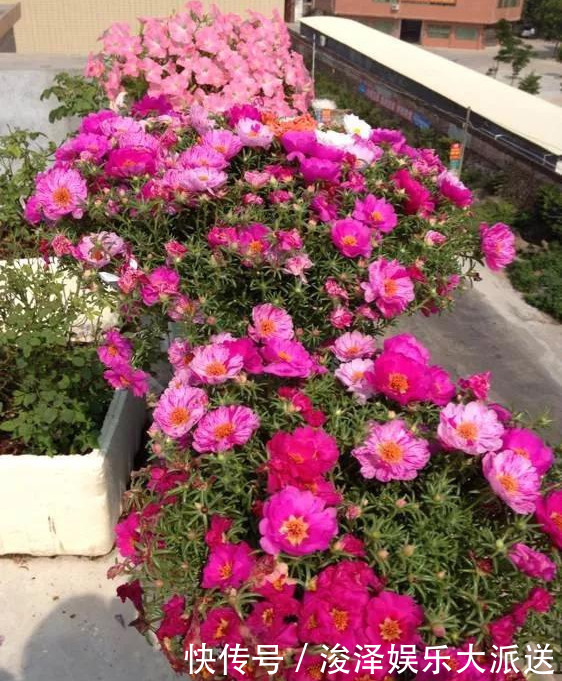 太阳花|咋“折腾”都不死的4种花,越修剪越旺,很难养死