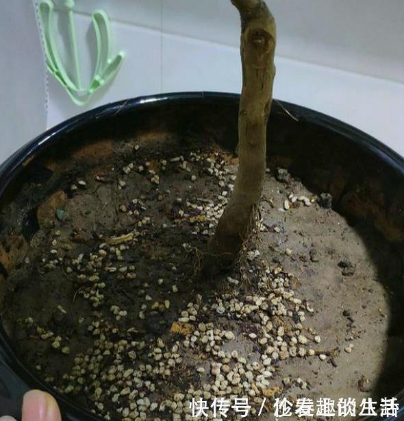 养花的土变硬了老花匠别铲，浇上“1种水”，30天变疏松