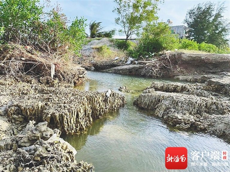 遗迹|海南岛首次发现岸上珊瑚礁遗迹 面积约5万平方米