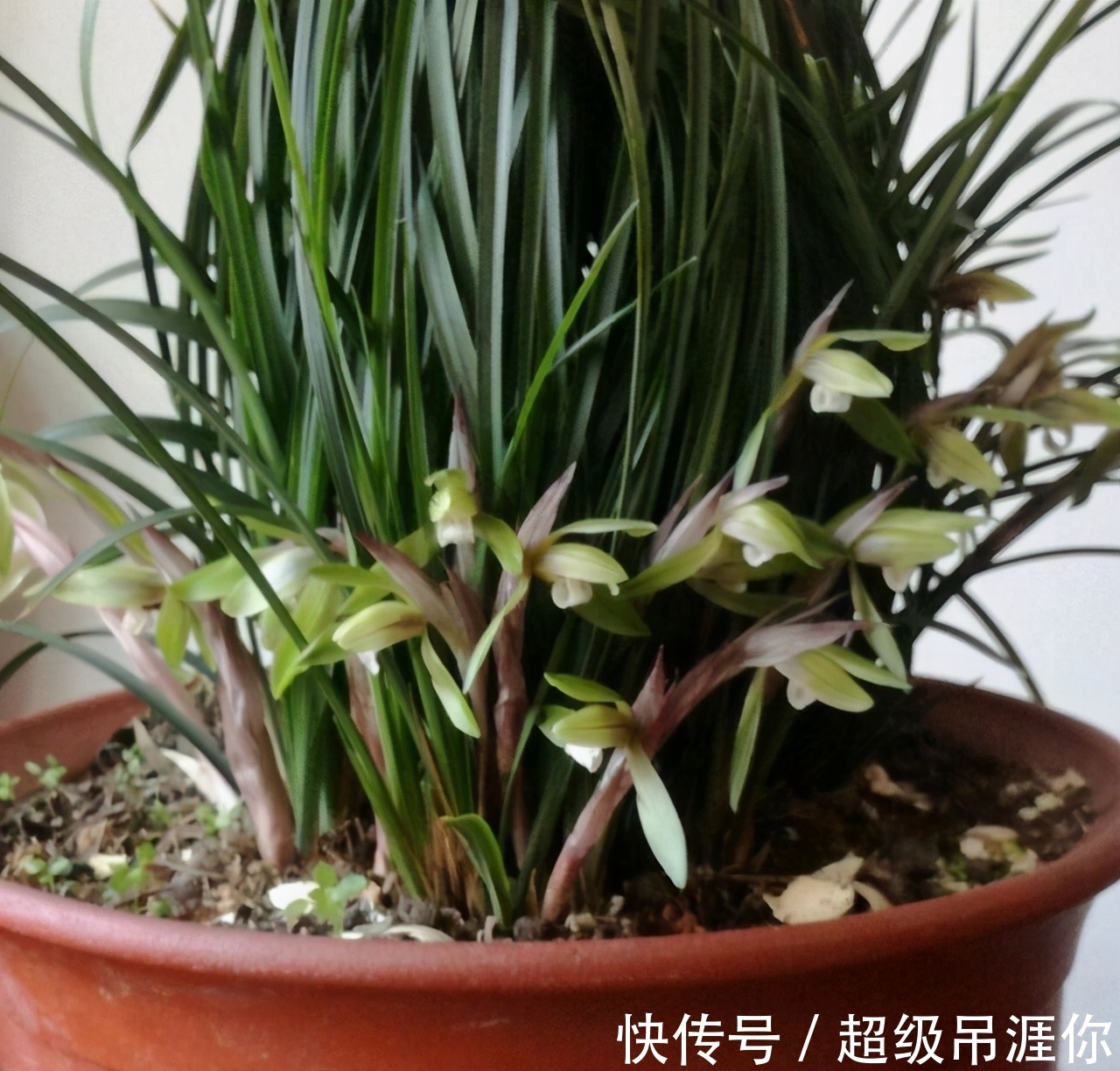 兰花|想让兰花早发芽,这“三位置”留点水,催出一圈苞,绽放层叠群兰