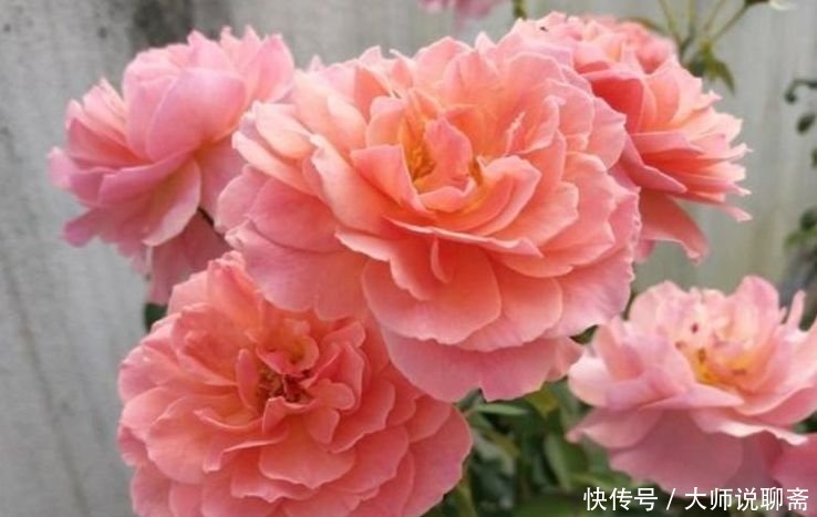 花期|春季养此款花卉,花大服盆快,是懒人“首选”,花期长易爆盆