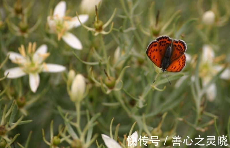 相随|6月，鸳鸯相随，不离不弃，相思刻骨，3生肖旧情难了，重启挚爱