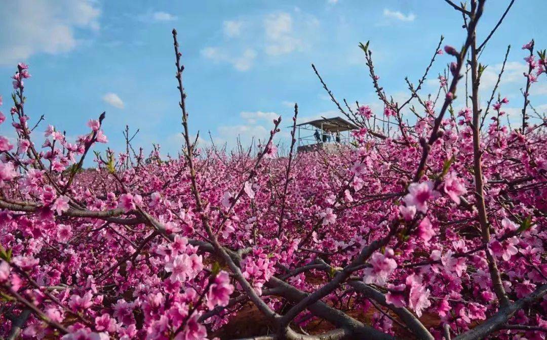 生肖|12月22日-1月5日，桃花如虹，收获真爱，桃花运极佳的3大生肖