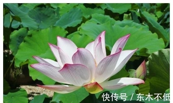 贵人|未来一个月,4属相有贵人提携,升职加薪,心情大好,生活无忧