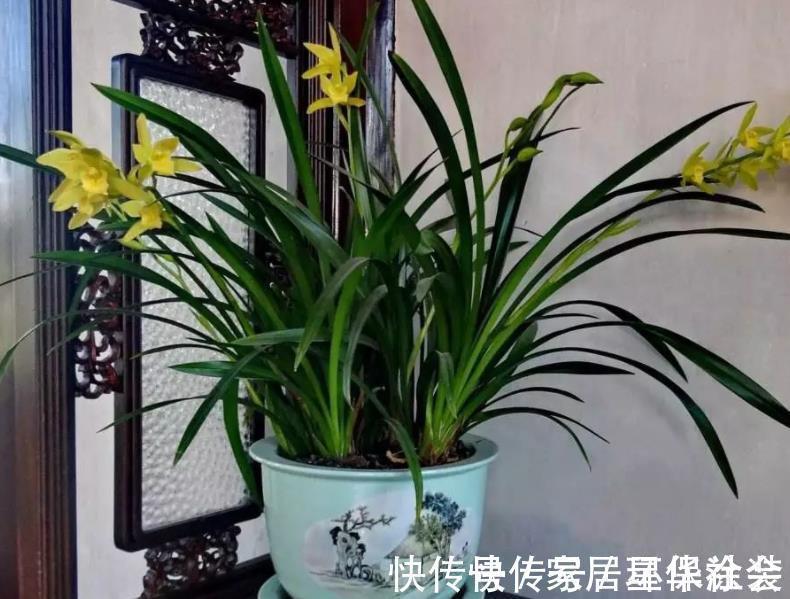 花蕾|夏季入手兰花盆栽选春兰,这么干,7月高温天照样花开不停