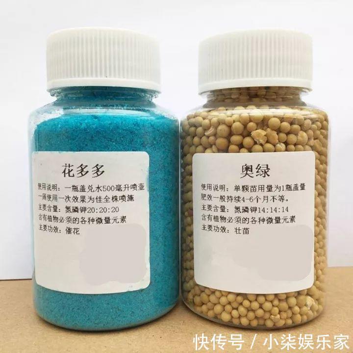 花多多|养花必备肥料,浇水前撒一点,月季开花拳头大!