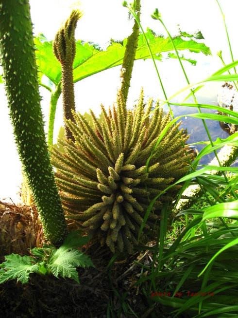 阳台|世界最大的叶子是它,1片能给10人遮雨,阳台种一盆就挤爆!