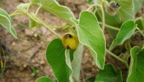 漫山遍野|漫山遍野的寻骨风，开的花像“小鸭子”，却是好用的“止痛灵”