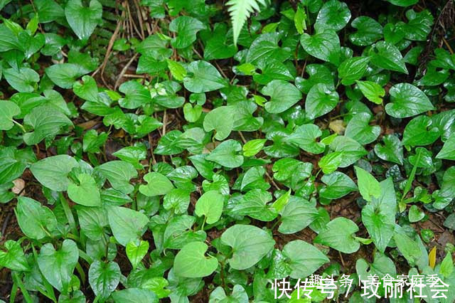 好吃|农村“超好吃”的5种野味,用来做菜特别香,但经常被误认成野草