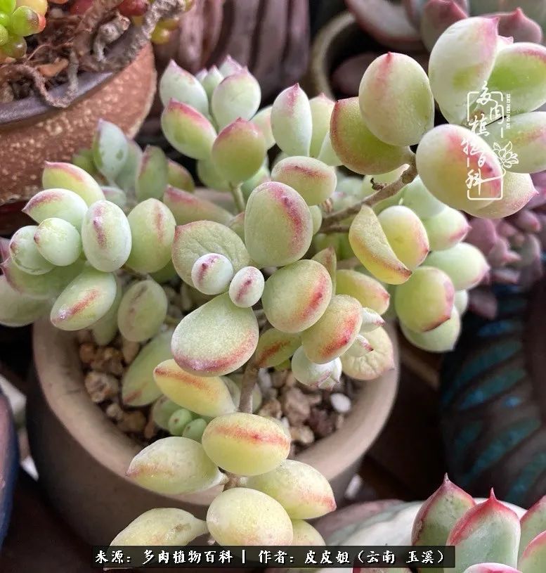 秋黄|柴米油盐的日子,养几盆多肉吧,为生活添几抹色彩!