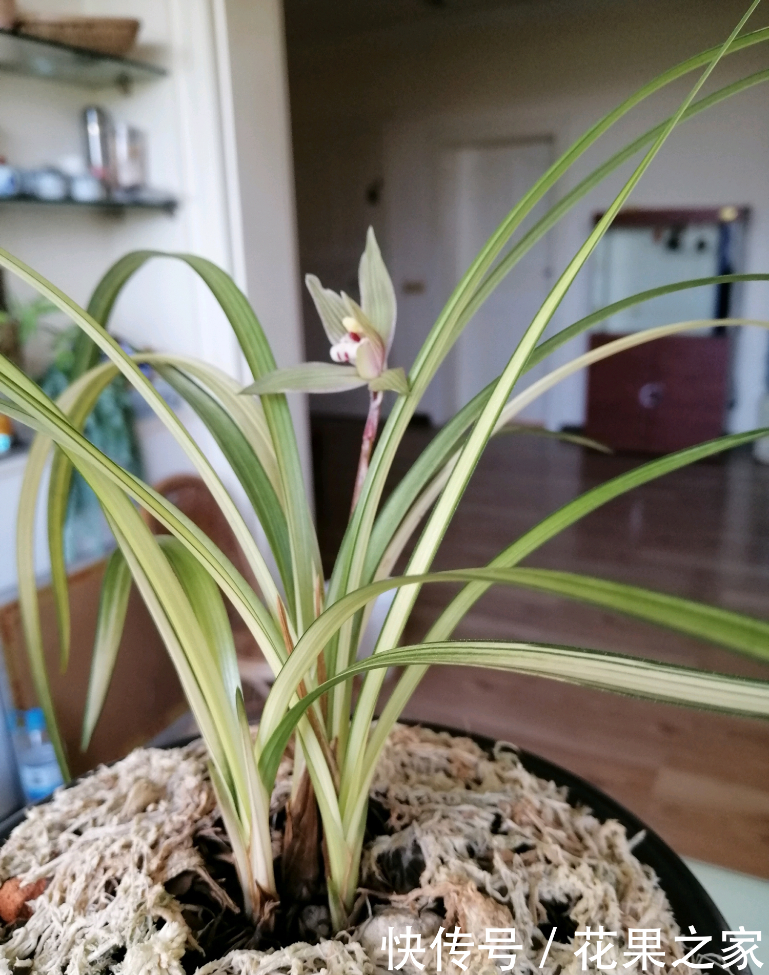  终于|五年磨一“花”，养了5年的艺兰，终于有个结果了！