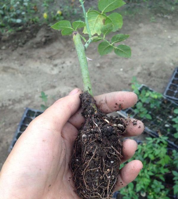 夏天扦插这些花,几天就生根,1盆变10盆,再也不用花钱买