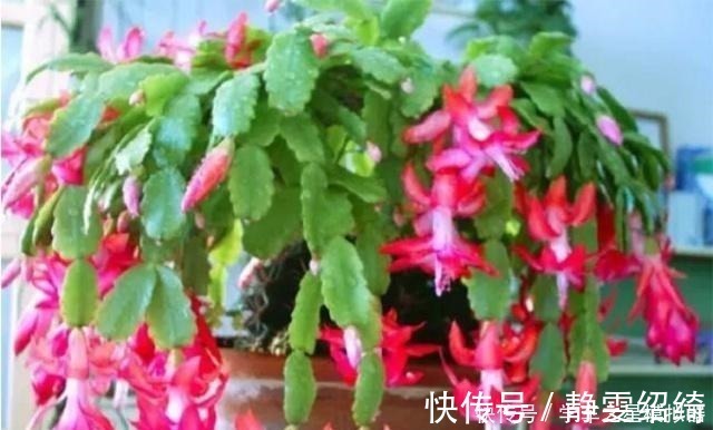 溶液|养蟹爪兰，别只浇水，用点这种“溶液”，茎节横生开花红红火火！