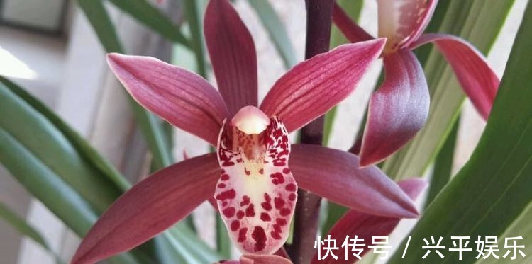 最值得入手的杜鹃花,栽培容易,花色超美,三季开花,是盆栽佳品