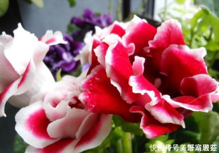 耐旱|懒人必备的几种花卉,养易成活耐旱耐晒,简简单单养爆盆