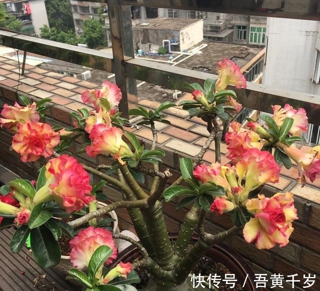 对于沙漠玫瑰,了解的人不多,但你若想种好它,这5个技巧要知道