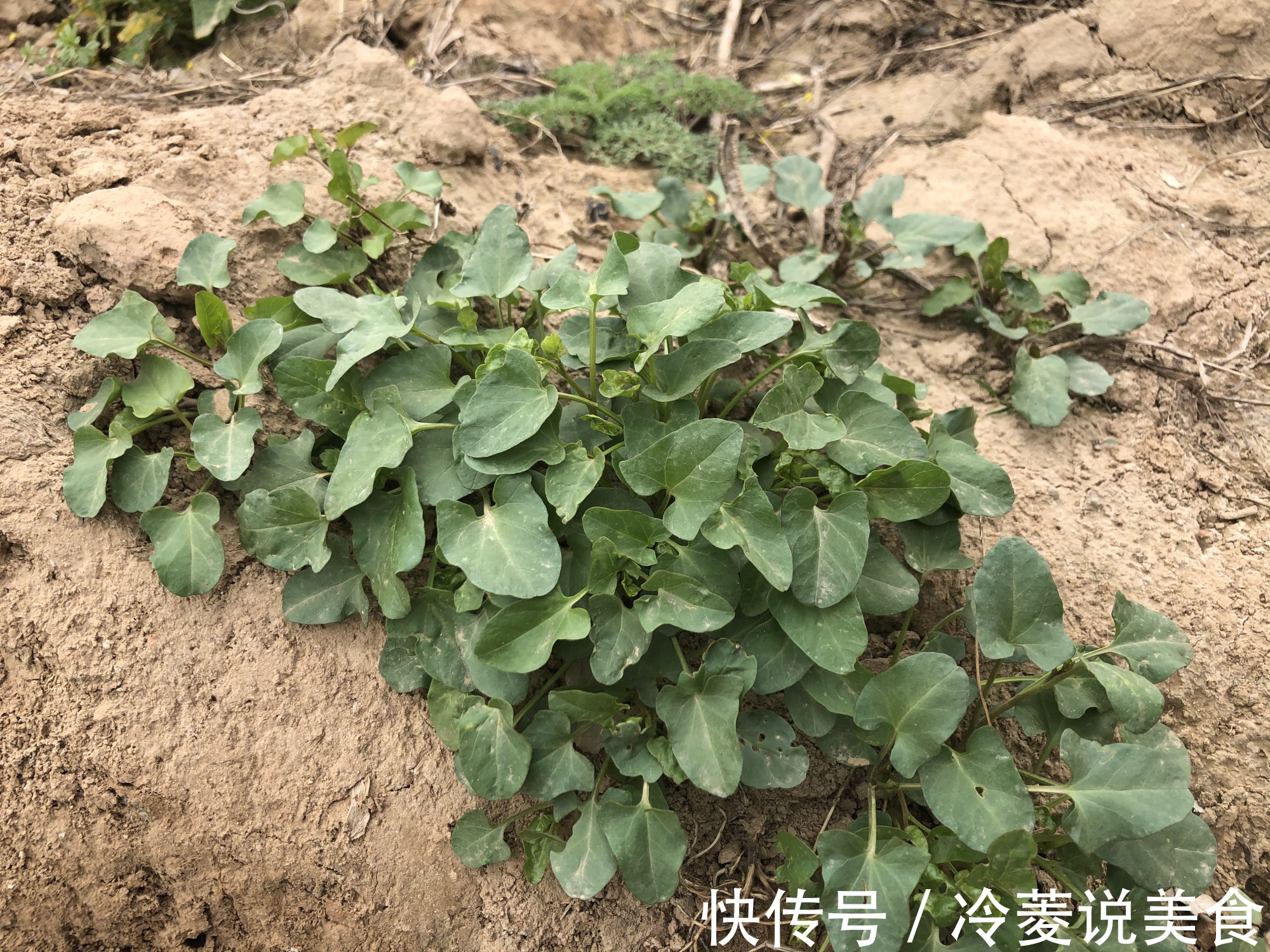 刺儿菜|这8种野菜很常见,但很多人不知道能吃,你认识几种