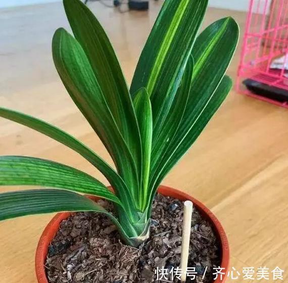 旧筷子、吸管不要扔，插到花盆土里，对植物根好处多多