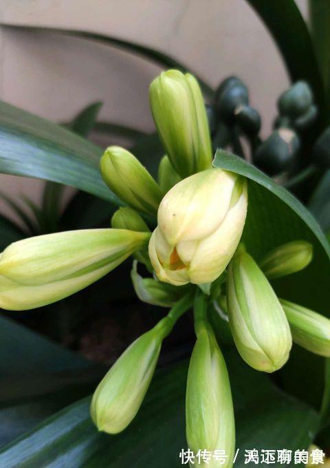 矿泉水瓶|给君子兰喝一种饮料，一年长6片叶片，闪亮发光