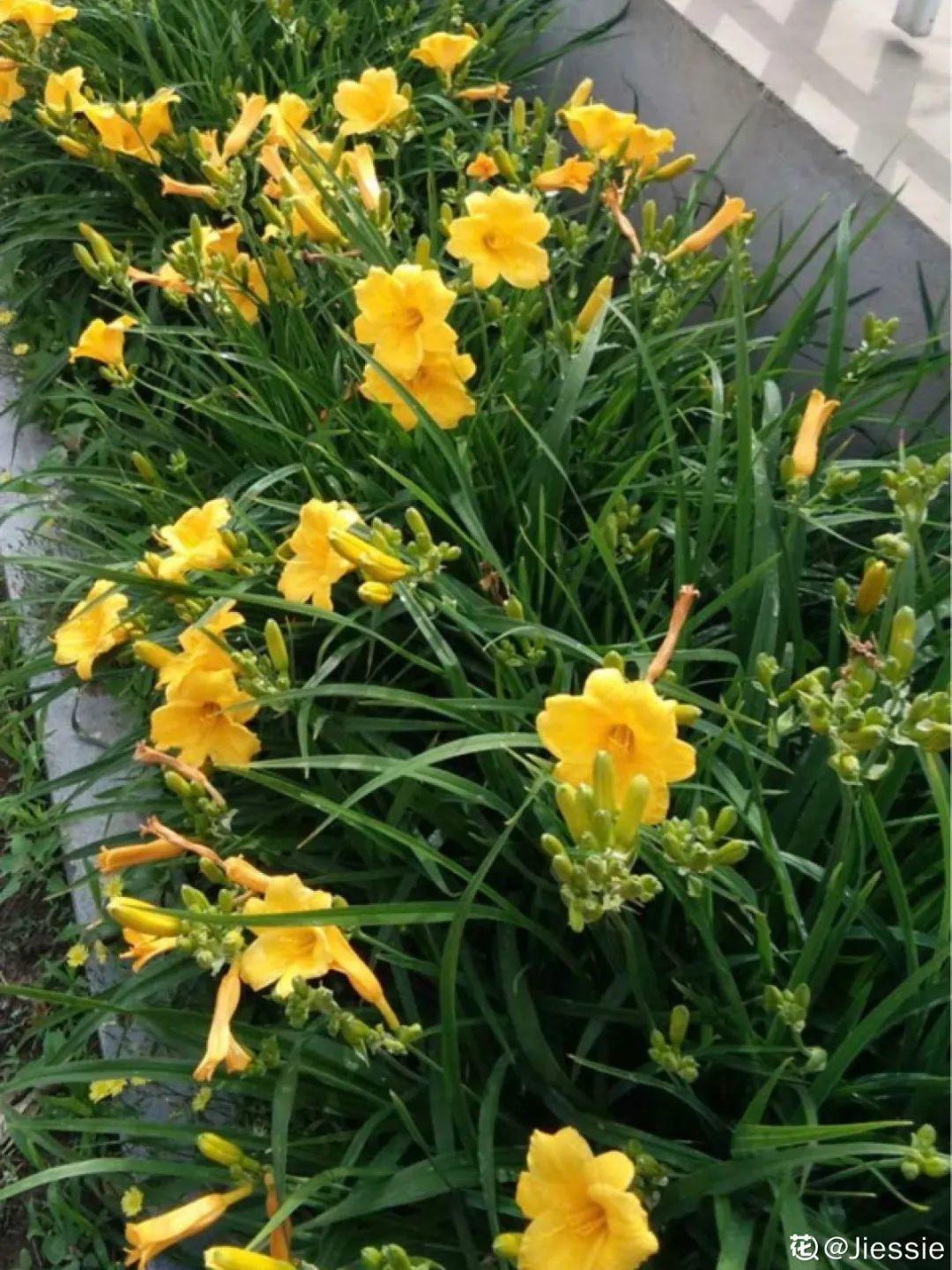 家门口的有毒花，千万别乱碰，有小孩的注意！