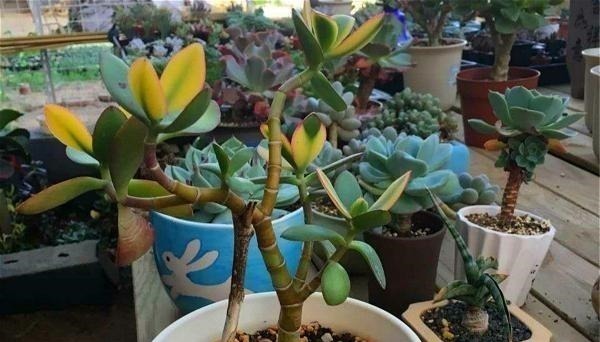 多肉中的“老寿星”，越老越值钱，养成大树可镇宅可传家！