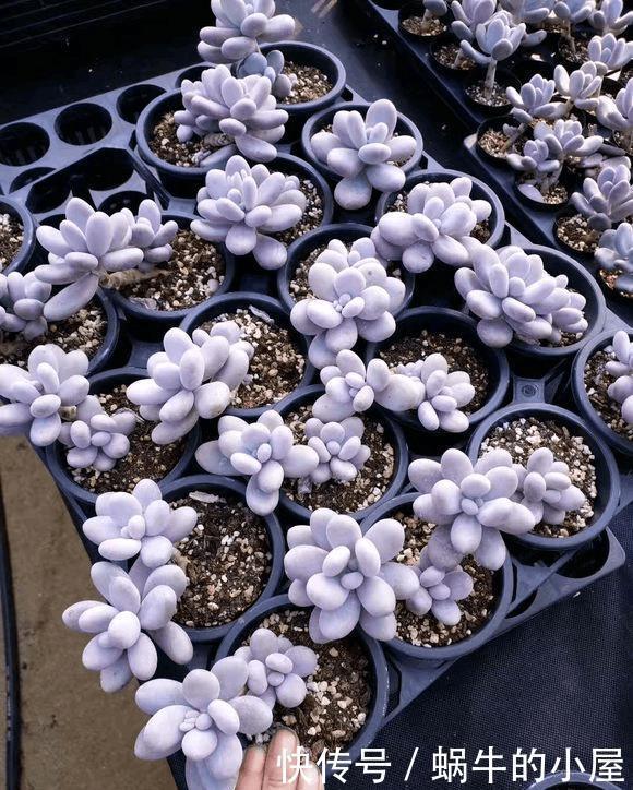 多肉没有高低贵贱,肉友的水平却有高低